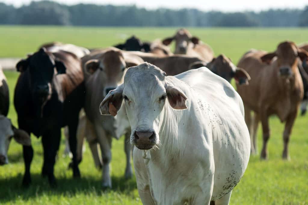 Brahman Cattle