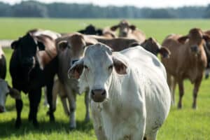 Brahman livestock