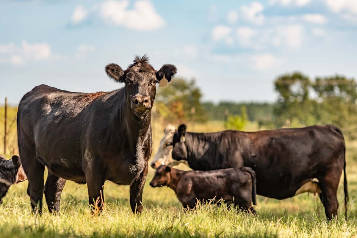 barbed wire fence cattle