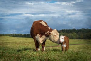 Common Cattle Breeds in Texas - Hereford