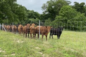 Lone Star Ag Credit Farming and Ranching Loans