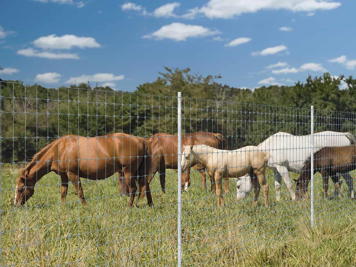 Best fence for horses