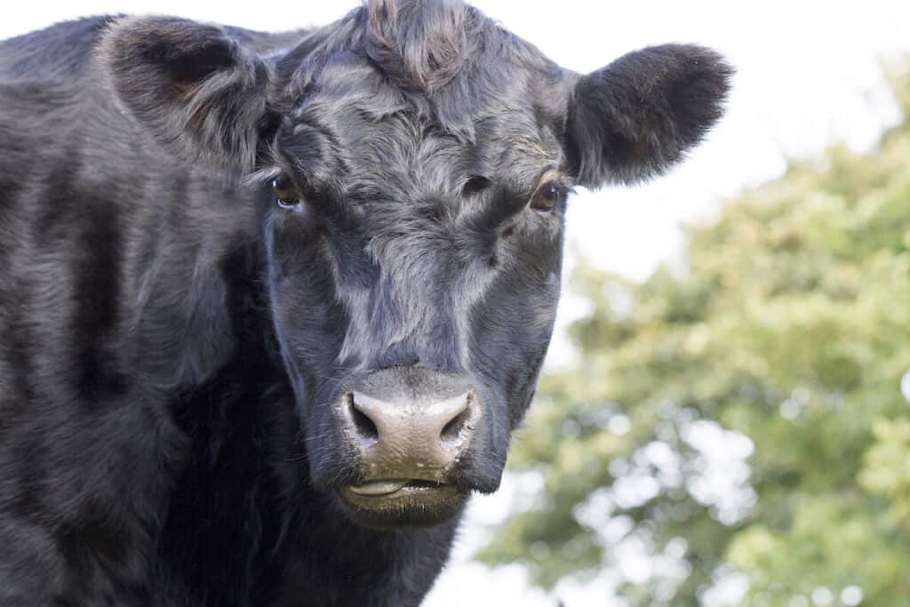 Angus Cattle