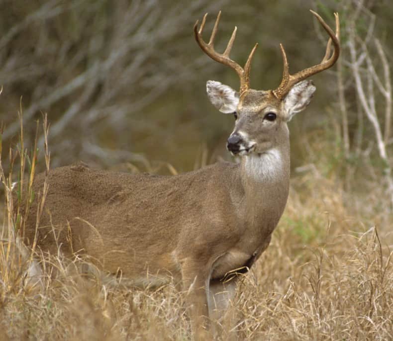 CWD – One Of The Best Reasons For A Deer Fence