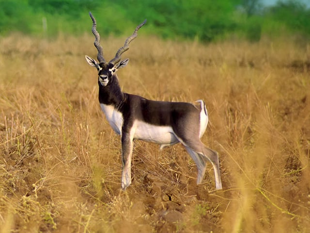 Types Of Antelope In Texas