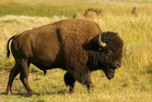 Buffalo (Bison)