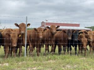 Common Cattle Breeds in Texas - Angus