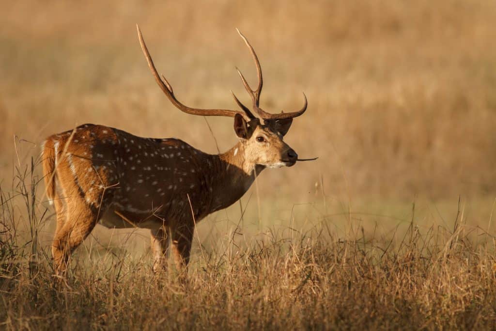 Exotic Axis Deer