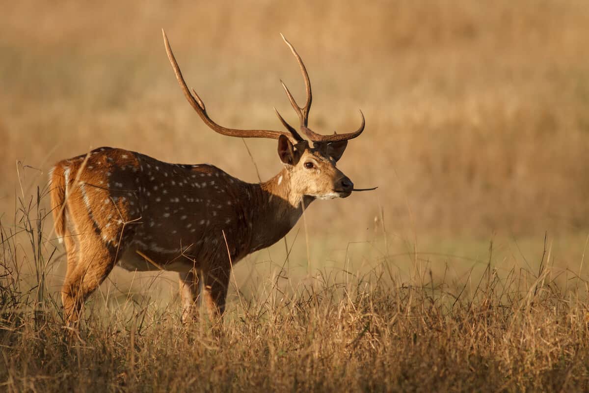 Axis Deer Exotics: Featured Wildlife - Tejas Ranch & Game Fence