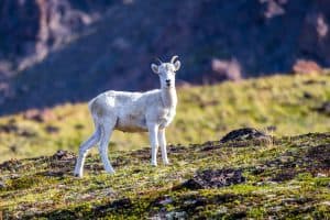 Texas Dall Sheep Lamb