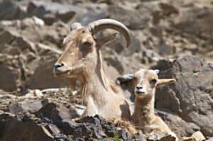 Aoudad Sheep Exotics Baby