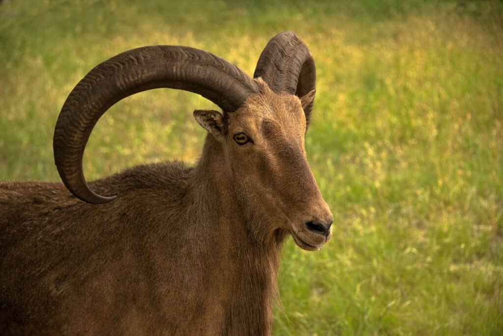 Aoudad Sheep Exotics