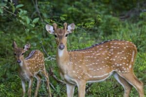 Fallow Deer Baby Exotic