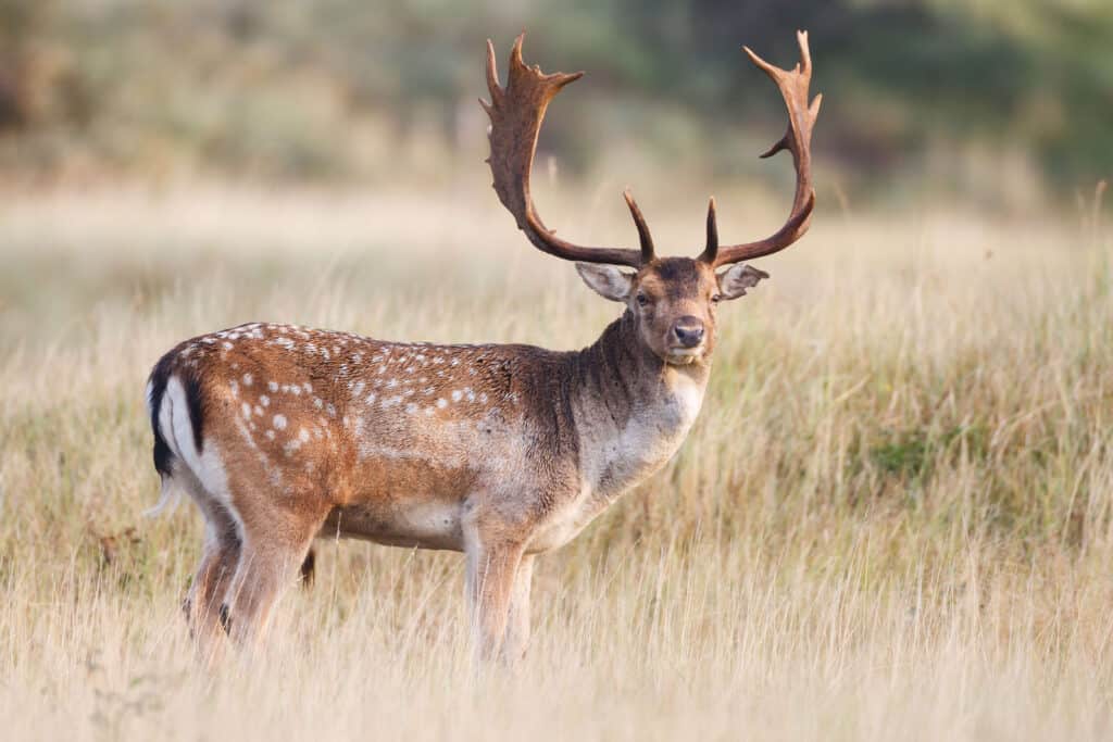Fallow Deer Exotic