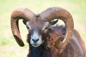 Corsinca-Sheep-Offspring