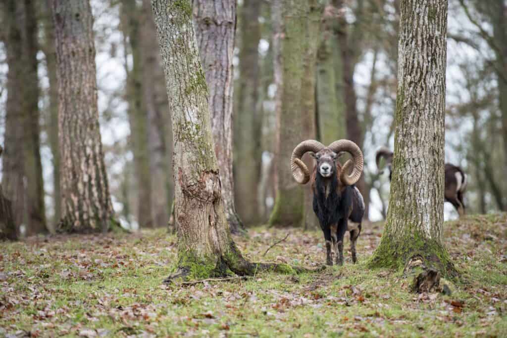 Corsican Sheep Exotic