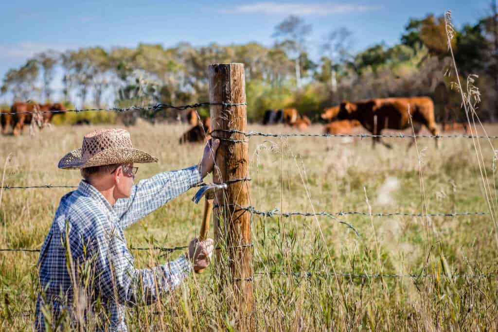 Cattle Fence