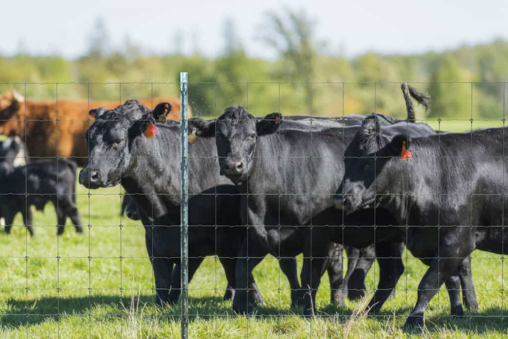 Cattle Fence