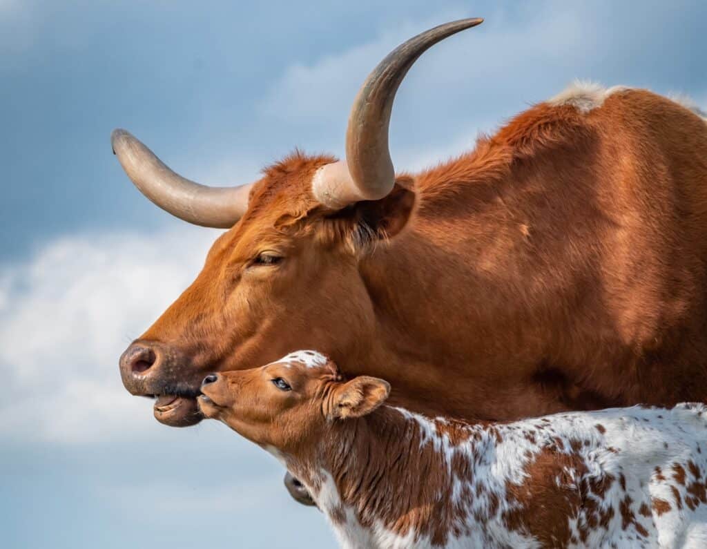 Longhorn Cattle
