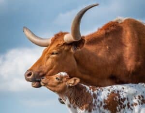 Longhorn Cattle
