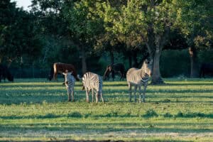 Texas Zebra