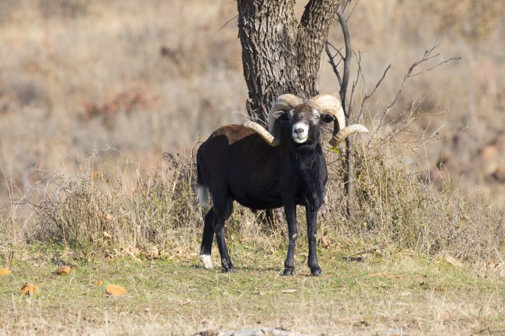 Black-Hawaiian-Sheep