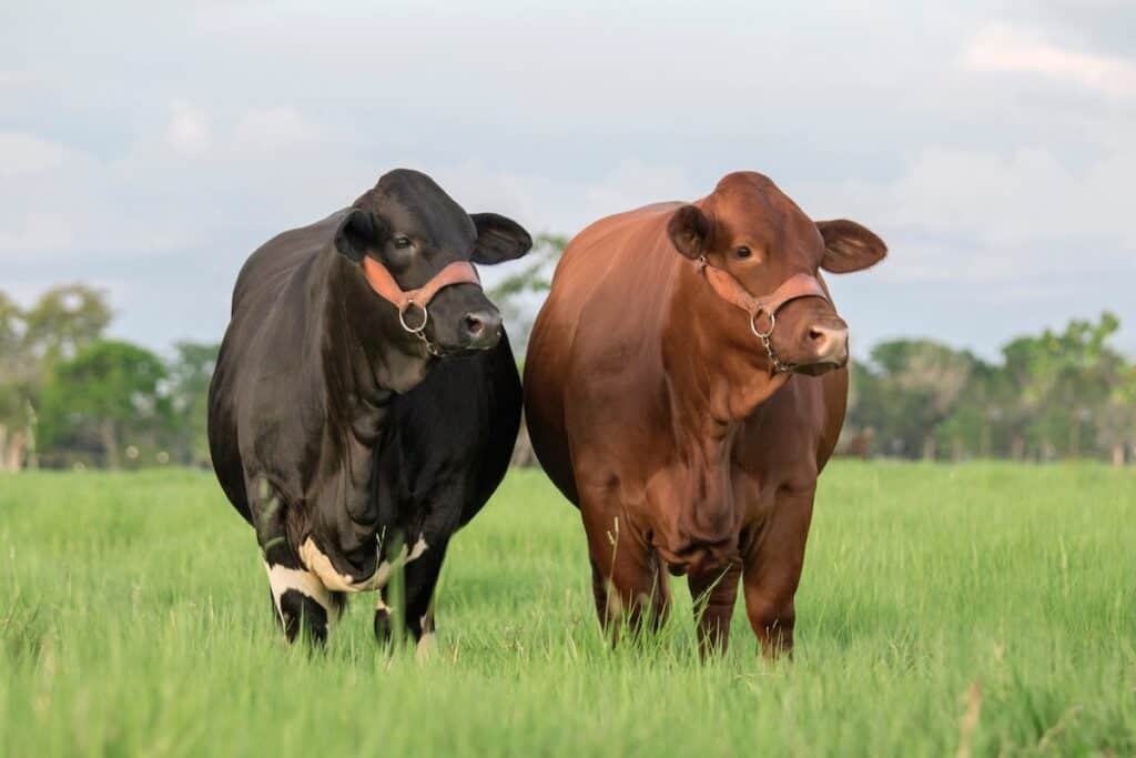 Beefmaster Cattle