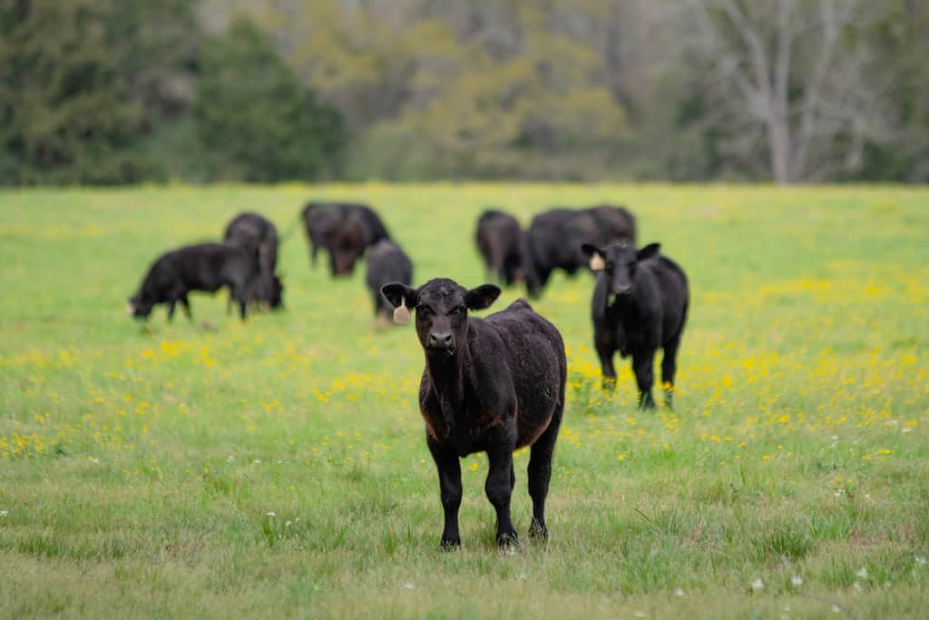 Common Cattle Breeds in Texas