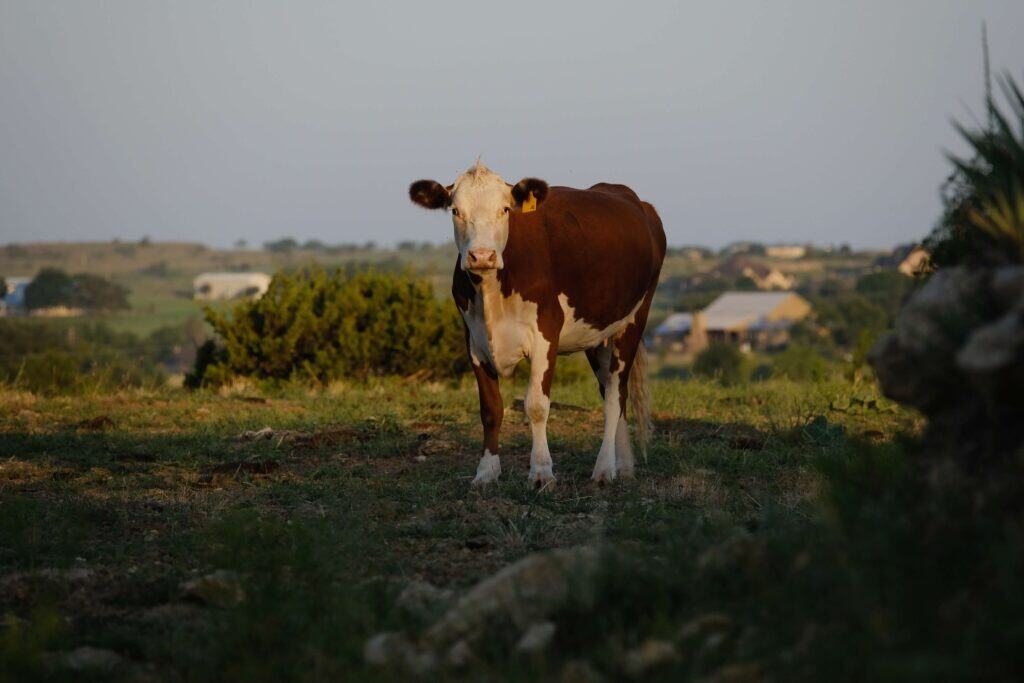 Hereford Cattle Breed