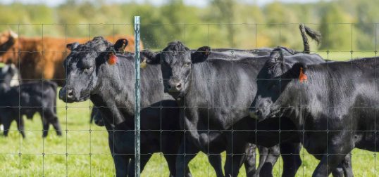 Cattle Fence