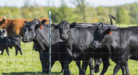 Cattle Fence
