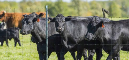 Cattle Fence