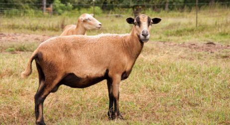 Barbados Blackbelly Sheep