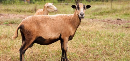 Barbados Blackbelly Sheep