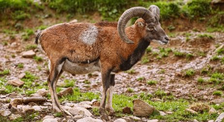 Painted Desert Sheep