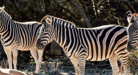 Exotic Zebra
