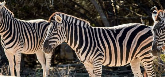 Exotic Zebra