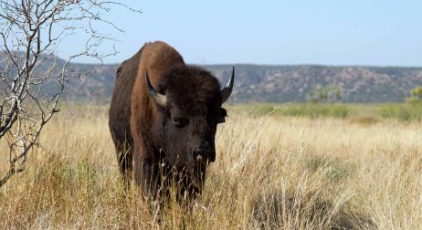 Featured Buffalo