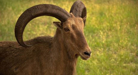 Aoudad Sheep Exotics