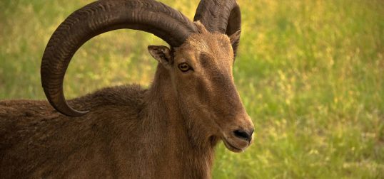Aoudad Sheep Exotics