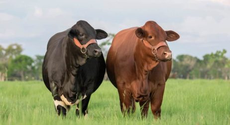 Beefmaster Cattle