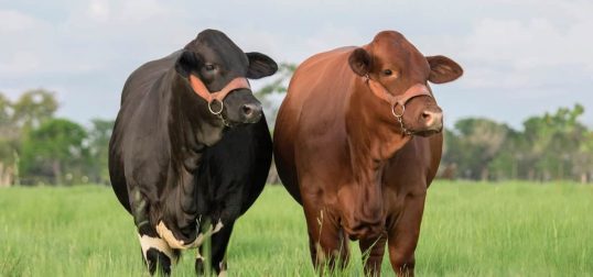 Beefmaster Cattle