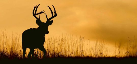 Whitetail buck
