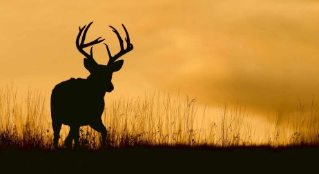 Whitetail buck silhouette against a colorful sky just after suns