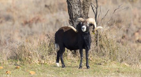 Black-Hawaiian-Sheep