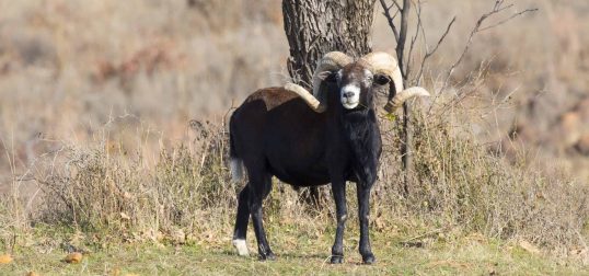 Black-Hawaiian-Sheep