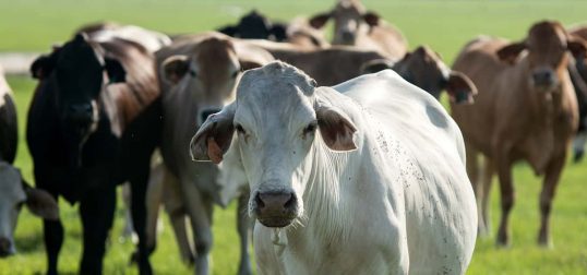 Brahman Cattle