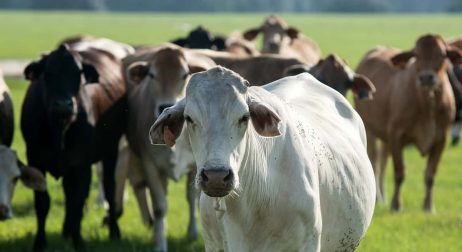 Brahman Cattle