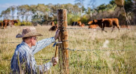 Cattle Fence