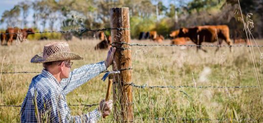Cattle Fence